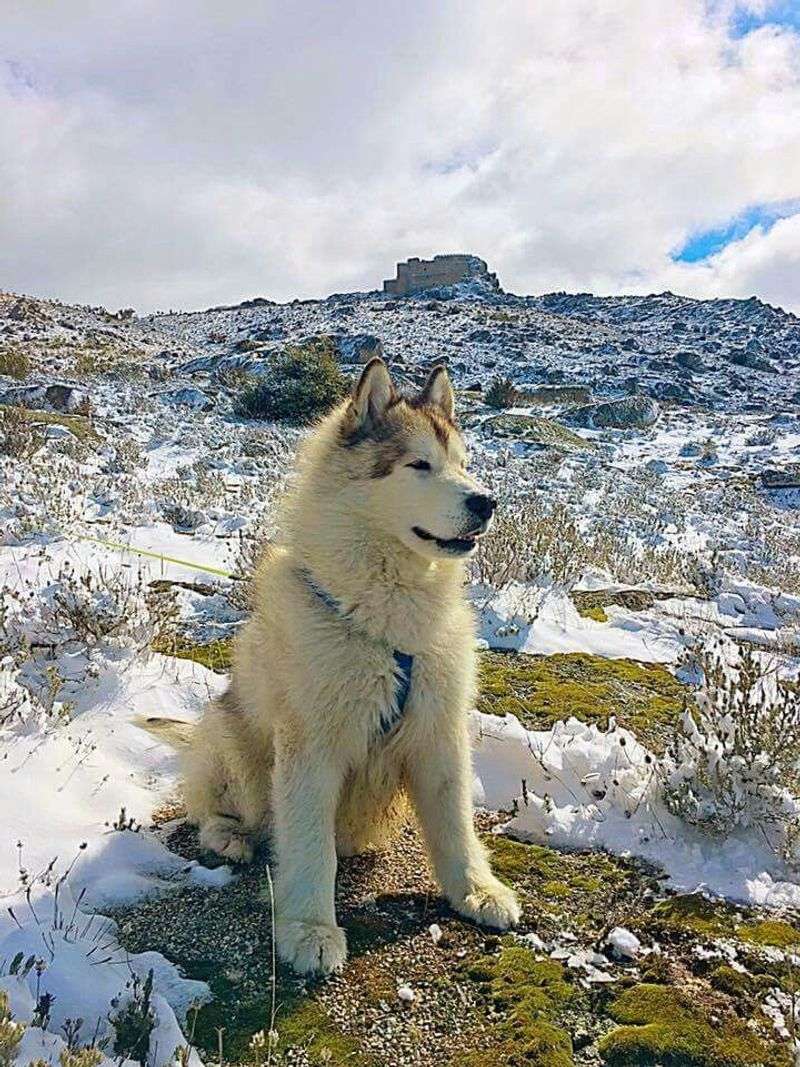 Alaskan Malamute