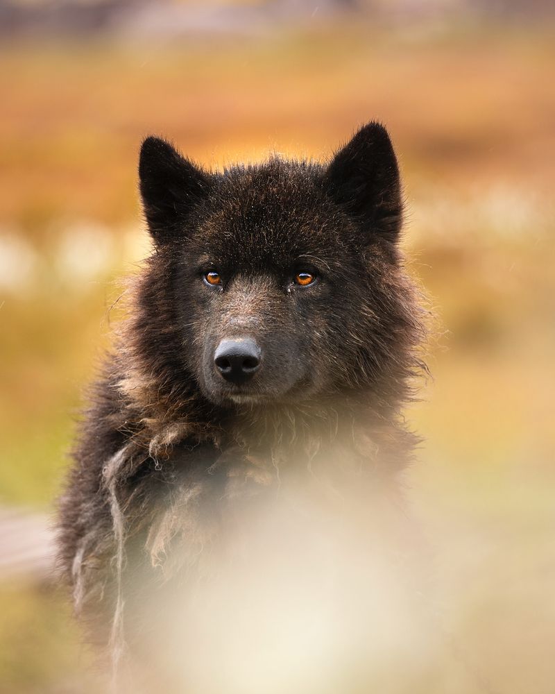 Greenland Dog