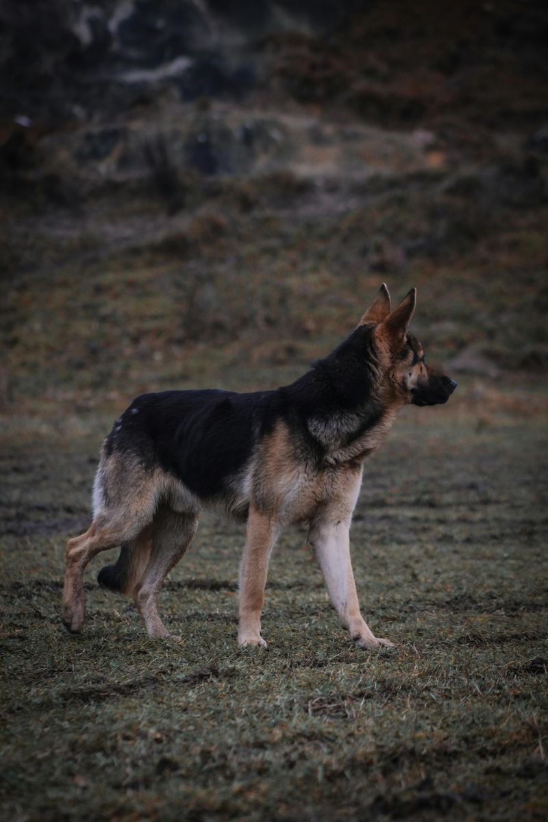 German Shepherd