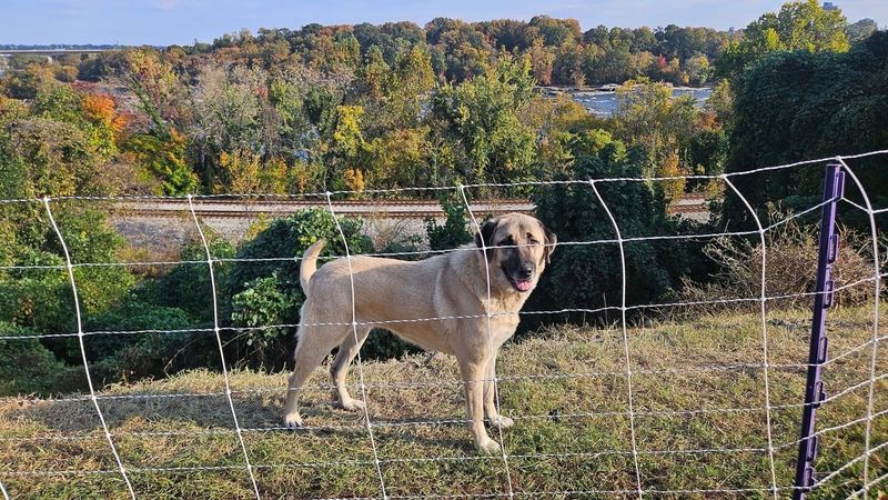 Anatolian Shepherd