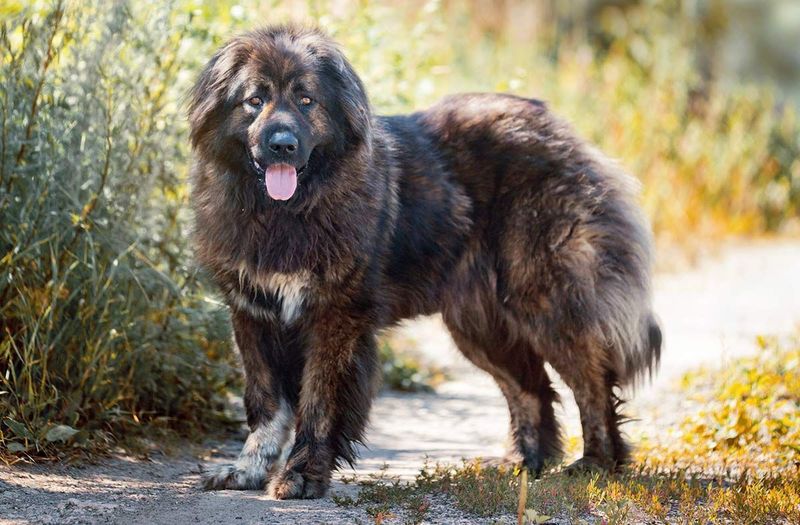 Estrela Mountain Dog