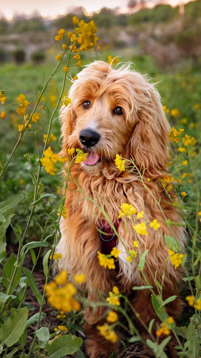 Goldendoodle