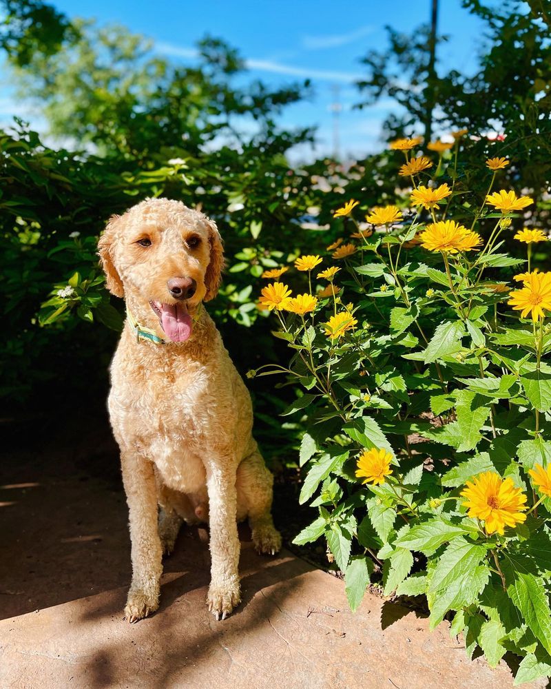 Goldendoodle