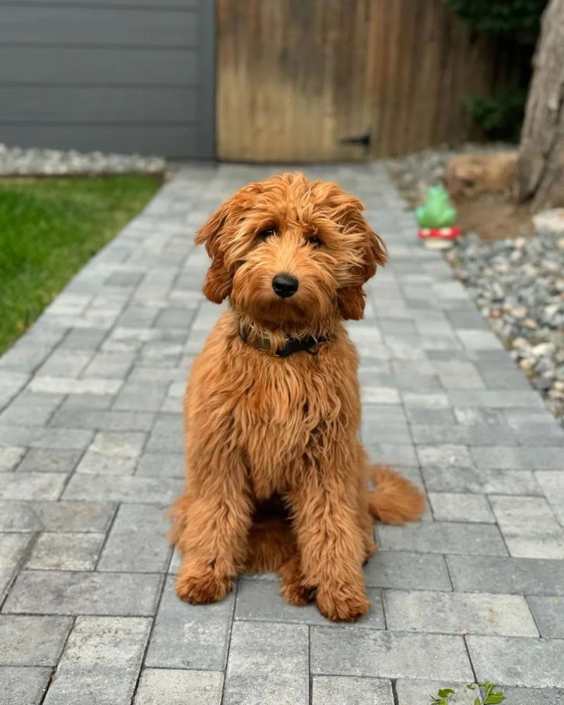 Goldendoodle