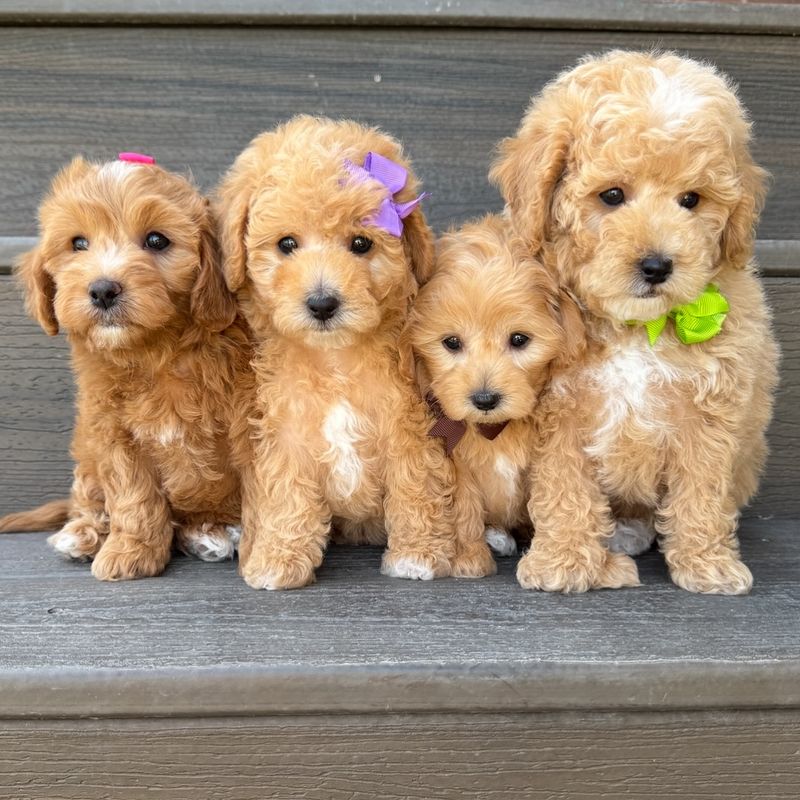Goldendoodle