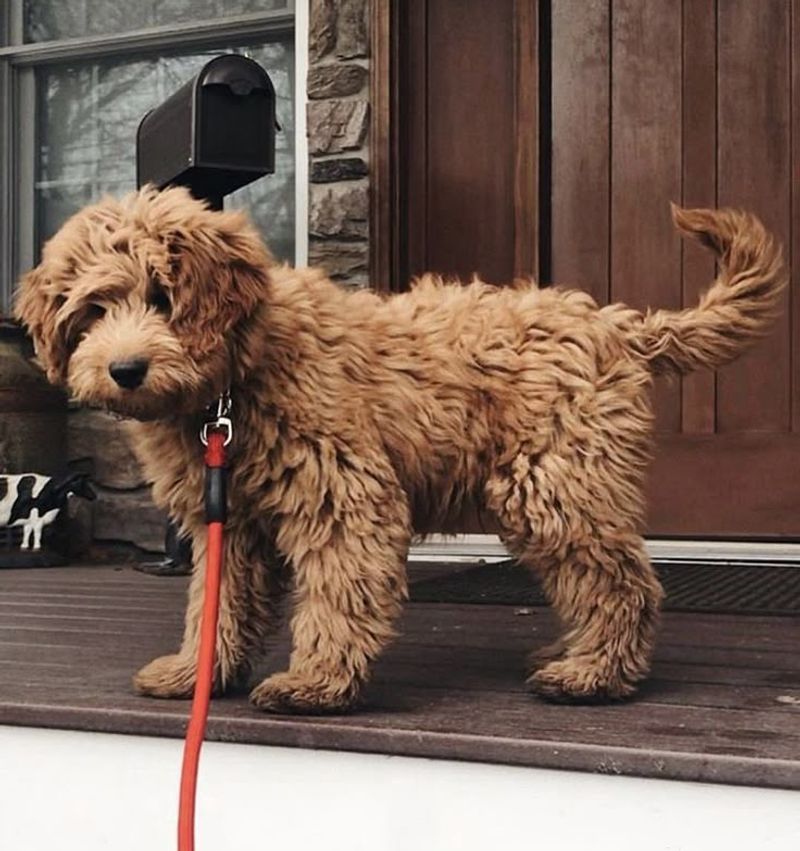 Goldendoodle