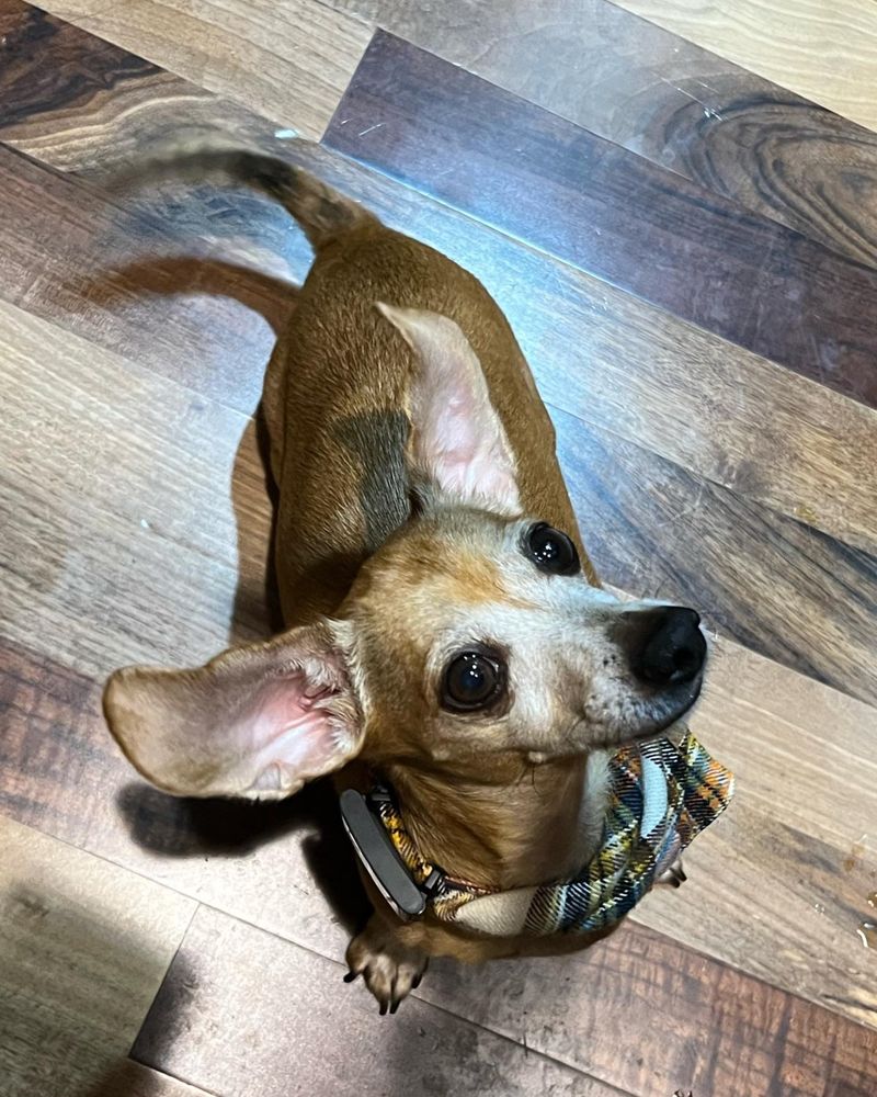 Chihuahua-Dachshund Mix (Chiweenie)