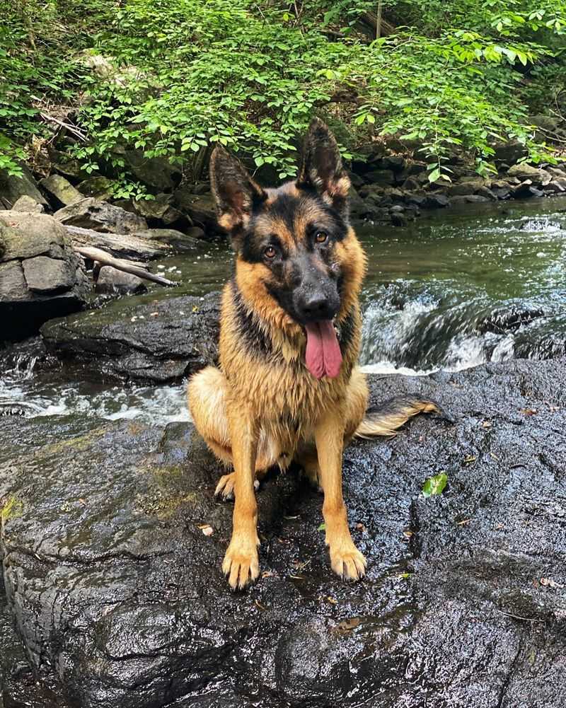 German Shepherd