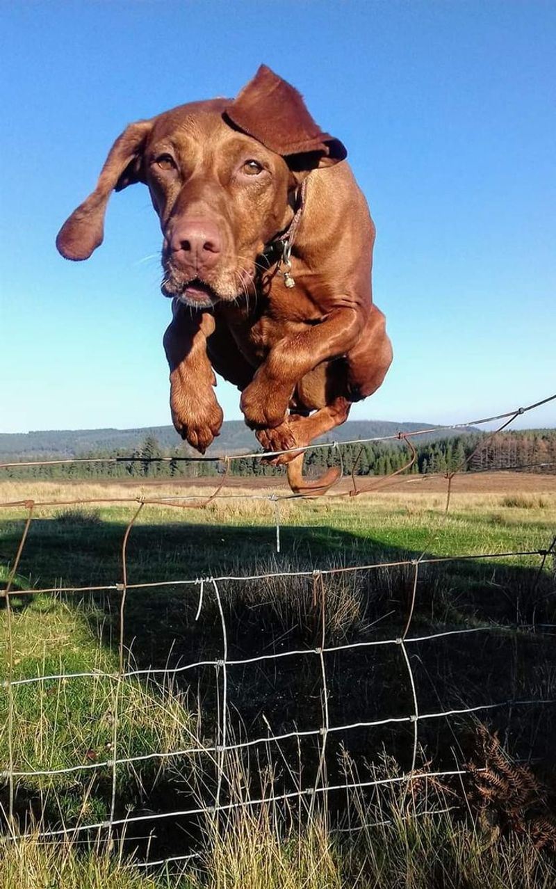 Vizsla
