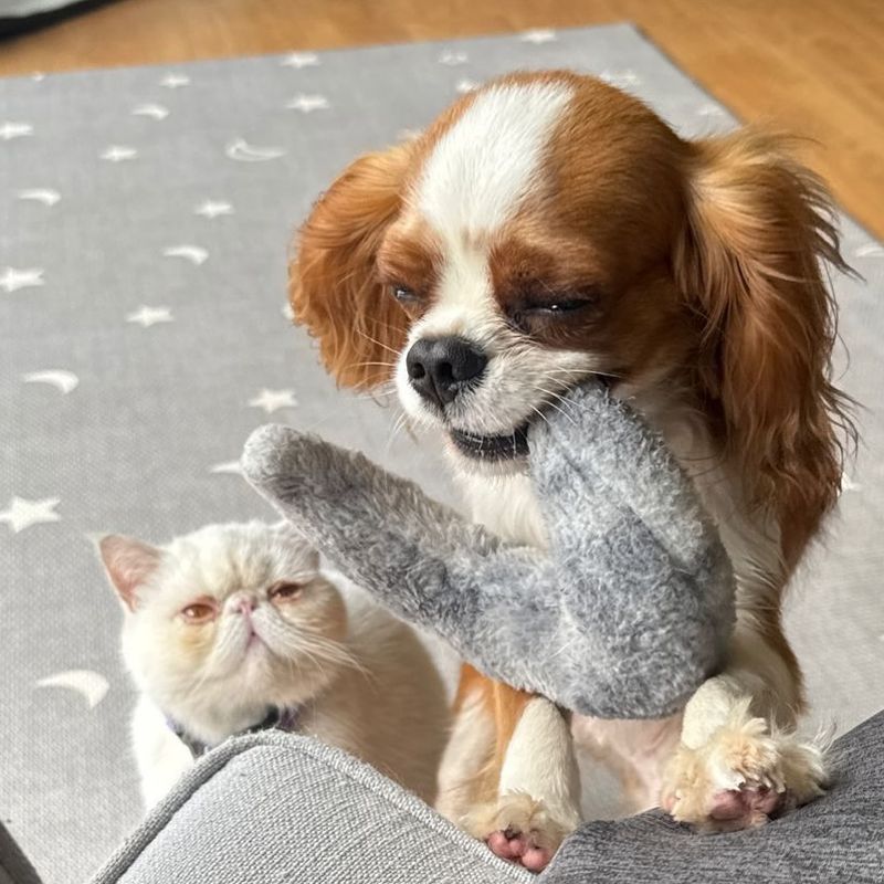 Cavalier King Charles Spaniel