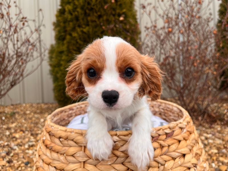 Cavalier King Charles Spaniel