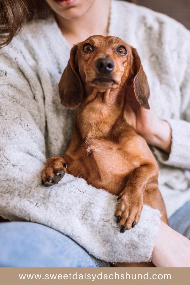 Dachshund