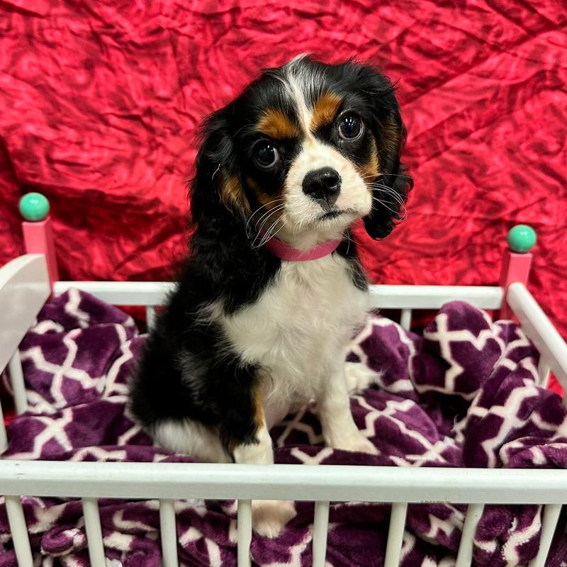 Cavalier King Charles Spaniel