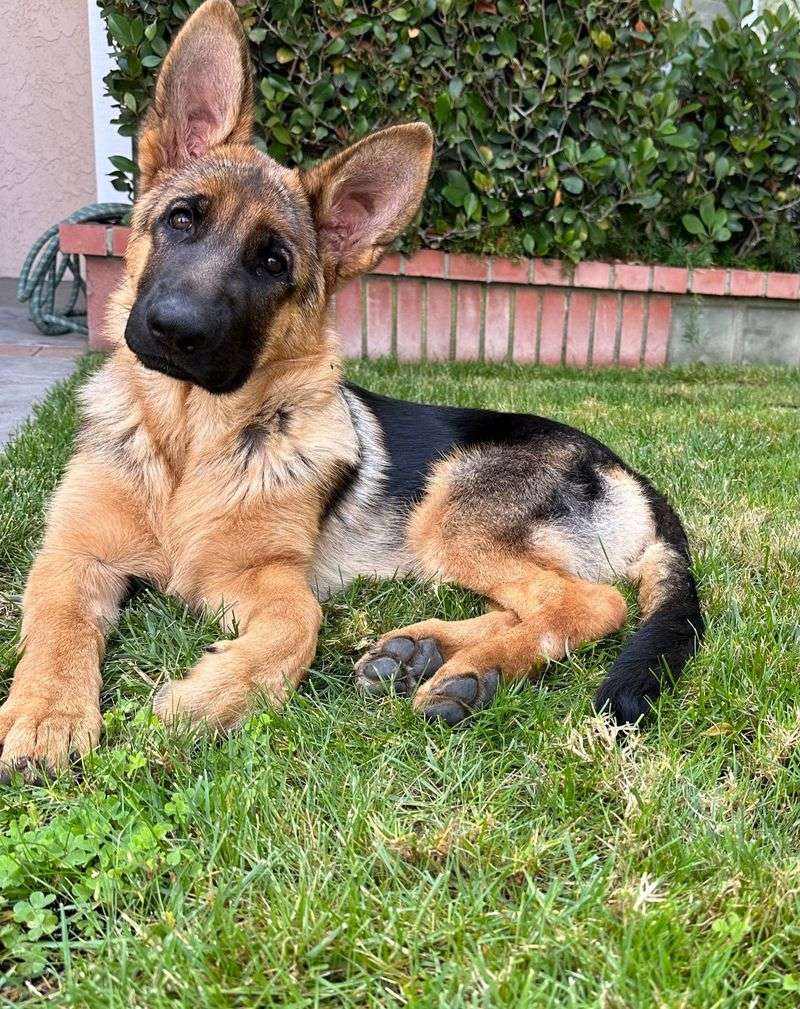 German Shepherd