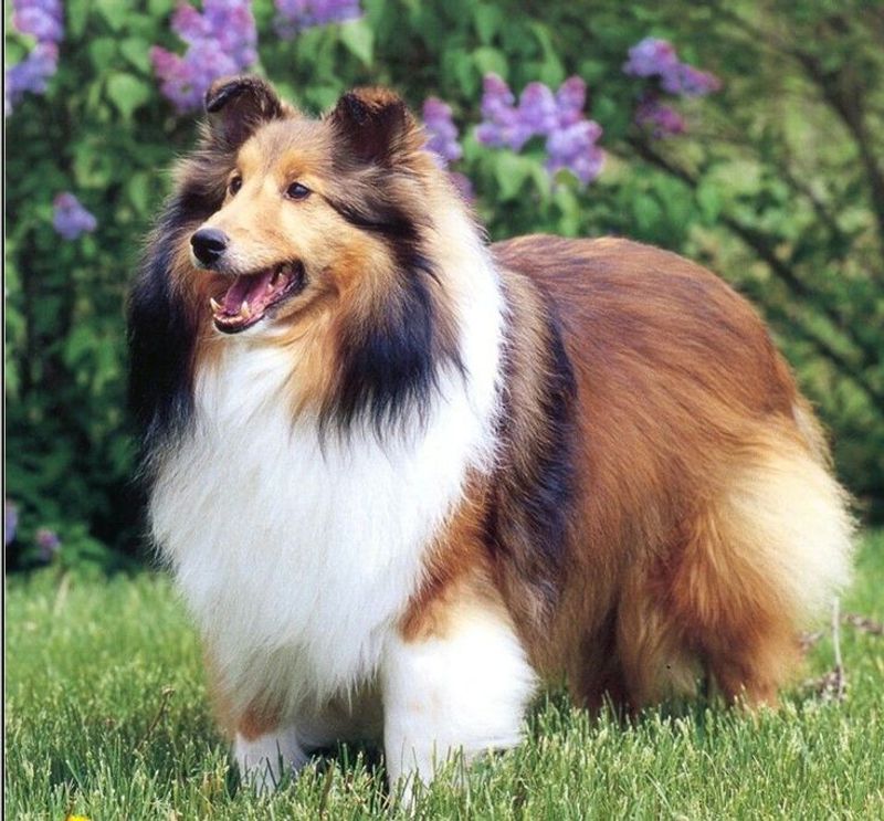 Collie