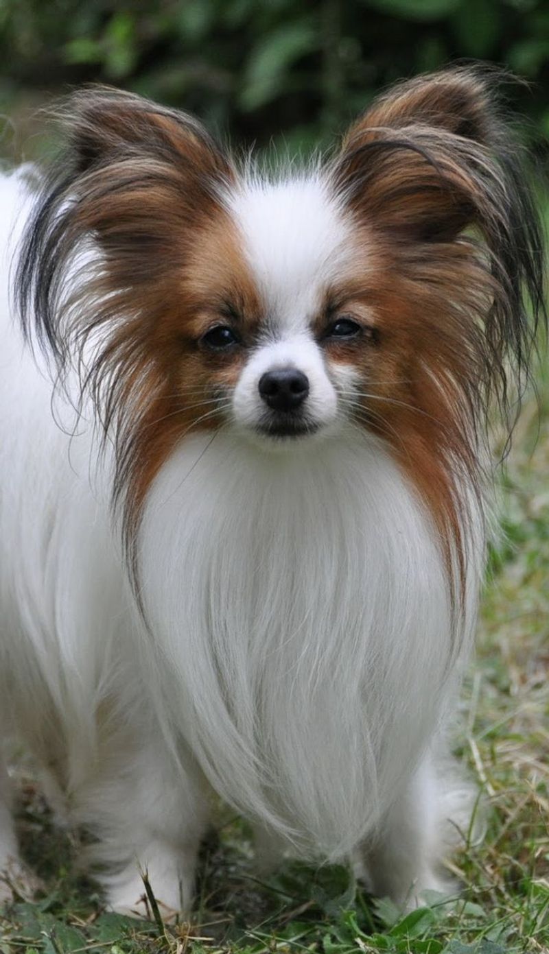 Papillon