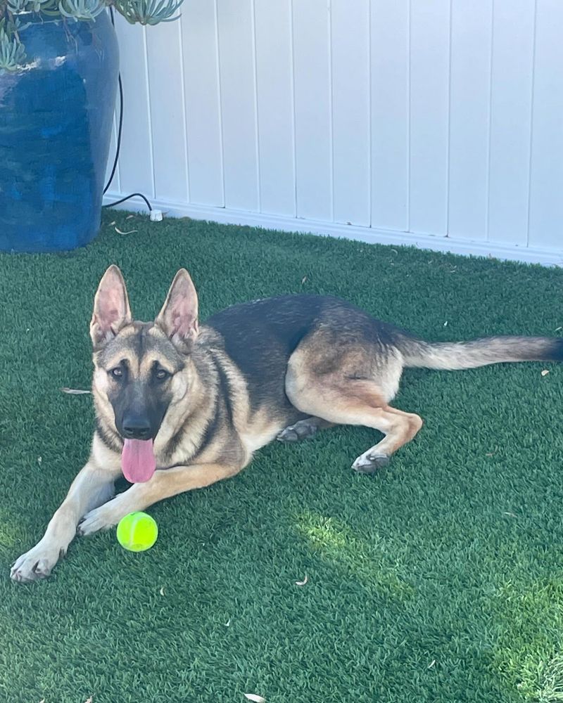 German Shepherd