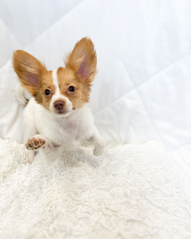 Papillon