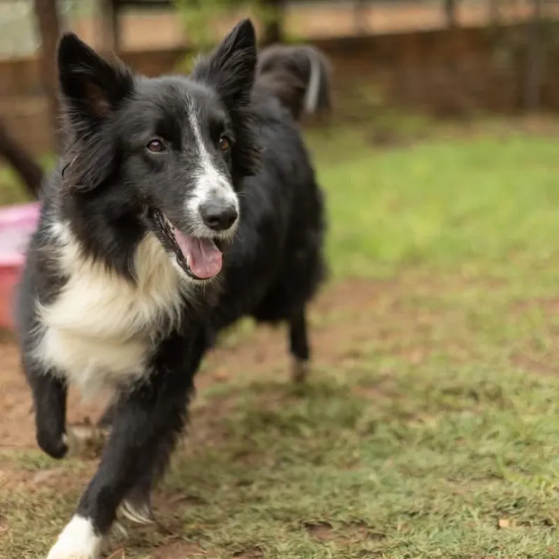 Border Collie