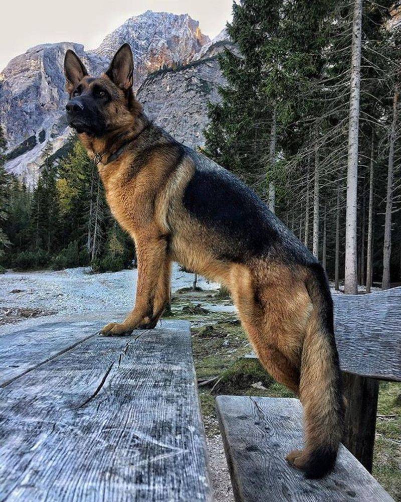 German Shepherd