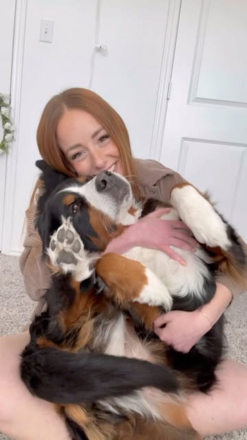 Bernese Mountain Dog