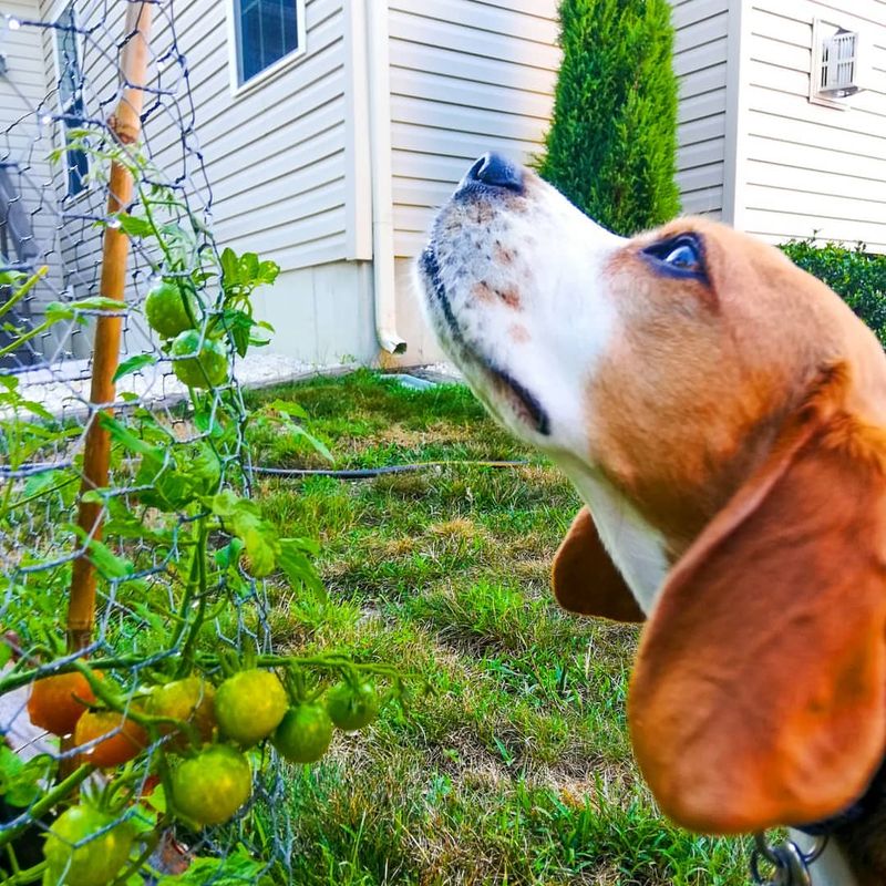 Beagle