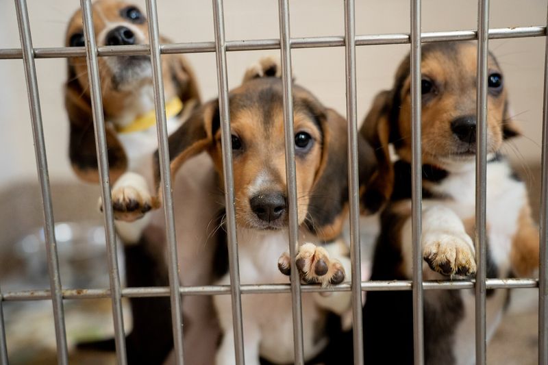 Beagle