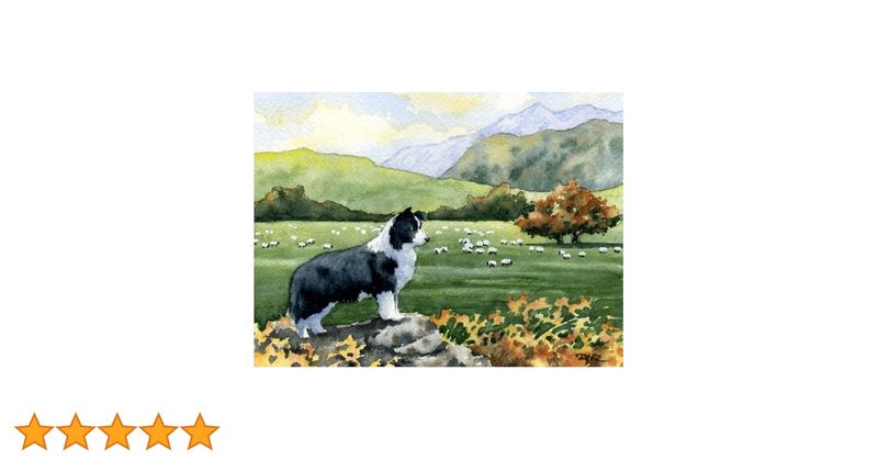 Border Collie