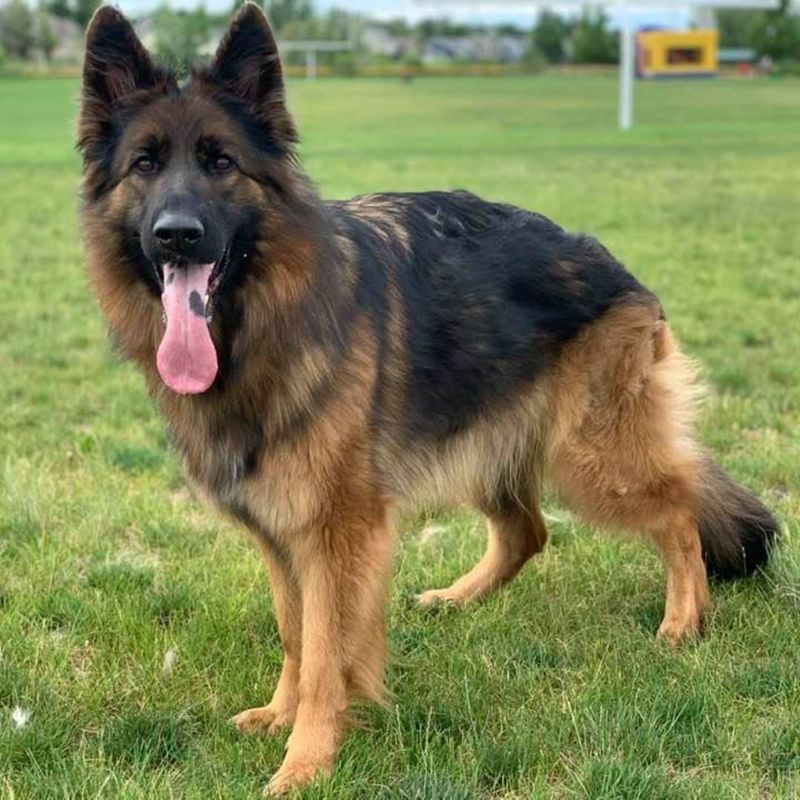 German Shepherd