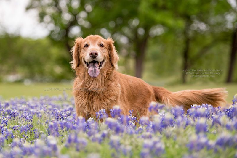 Golden Retriever - Texas