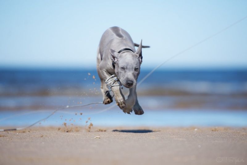 Thai Ridgeback