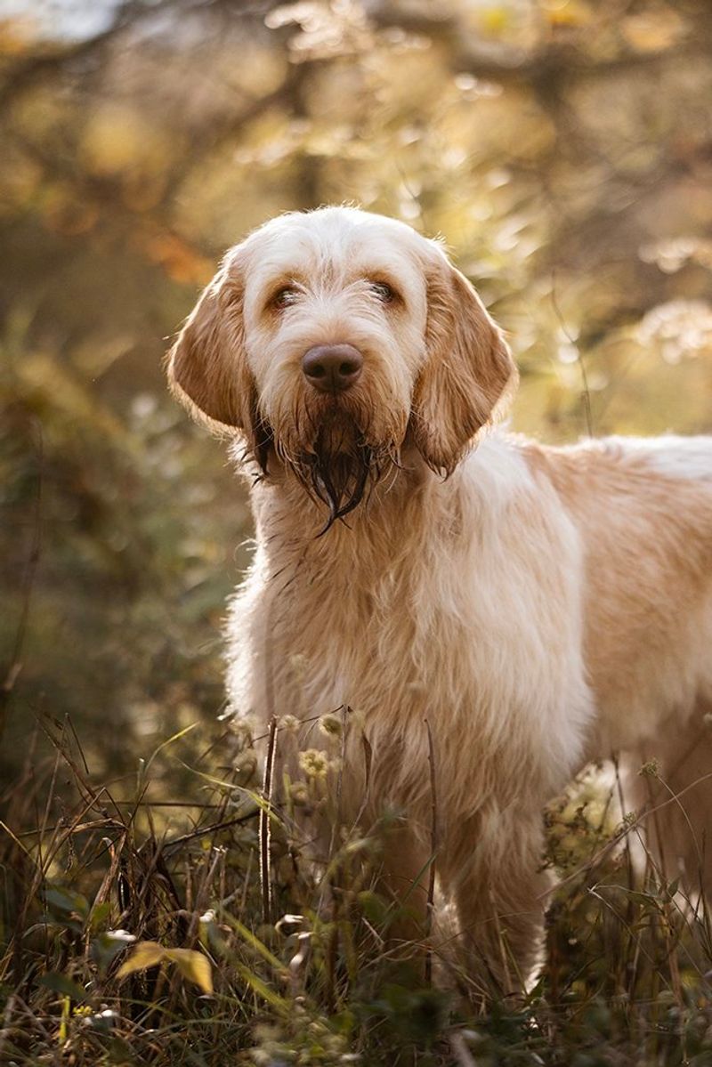 Spinone Italiano
