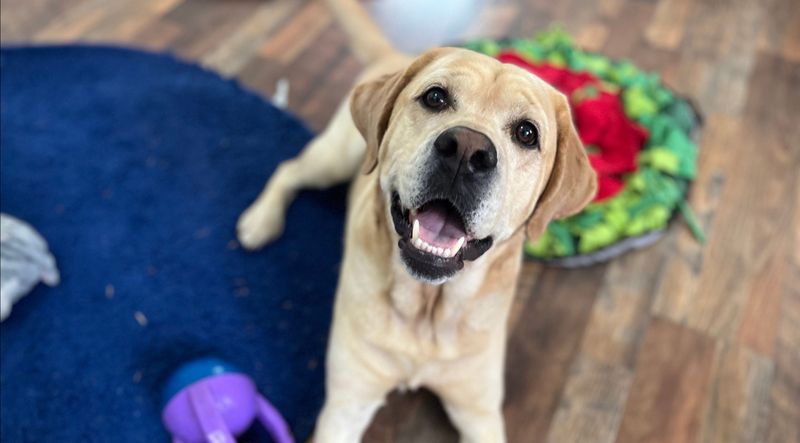 Barking to Welcome You Home
