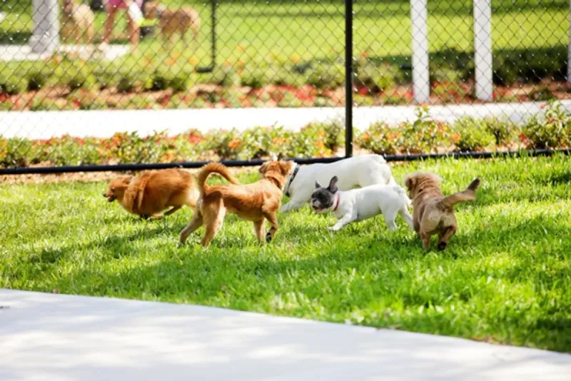 Gradual Off-Leash Time
