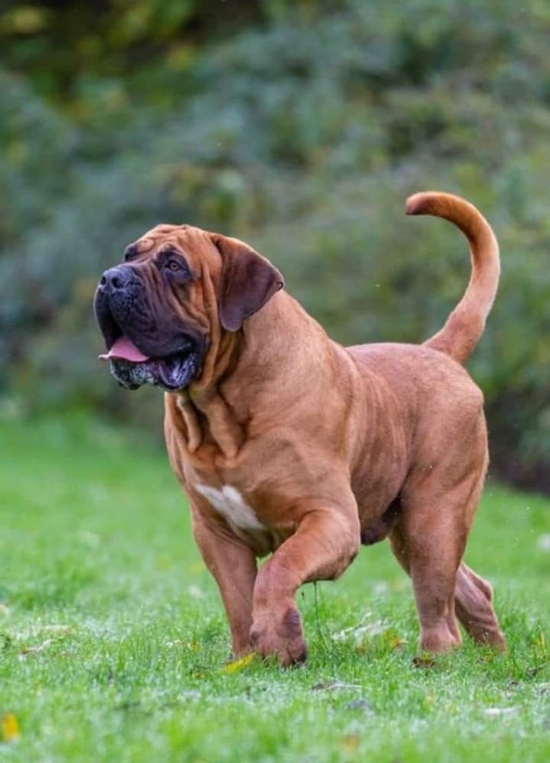 Boerboel