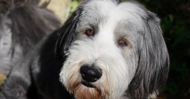 Bearded Collie