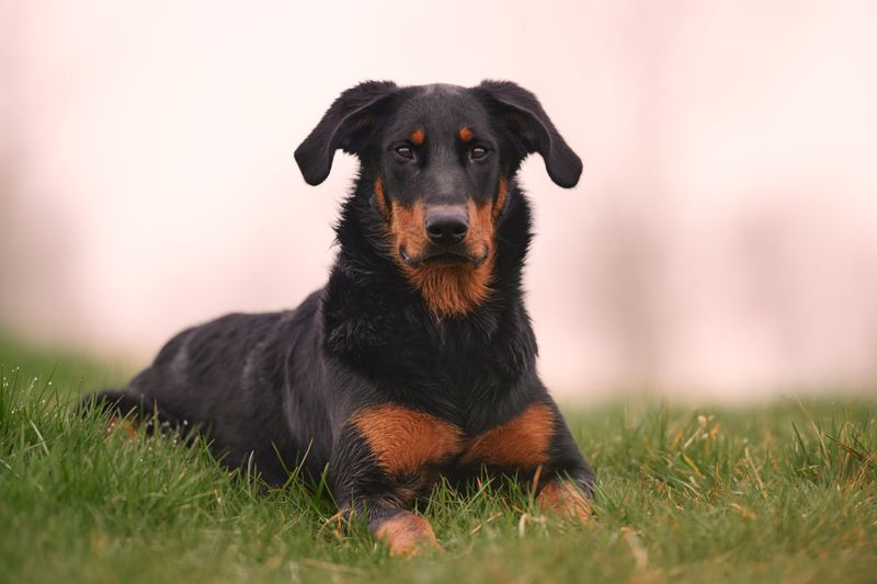 Beauceron