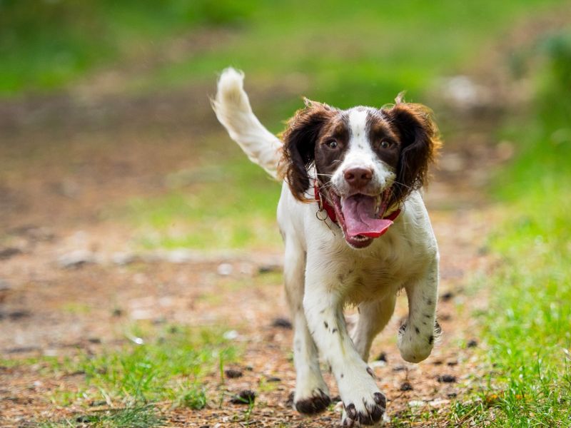 Greeting with Excited Barks