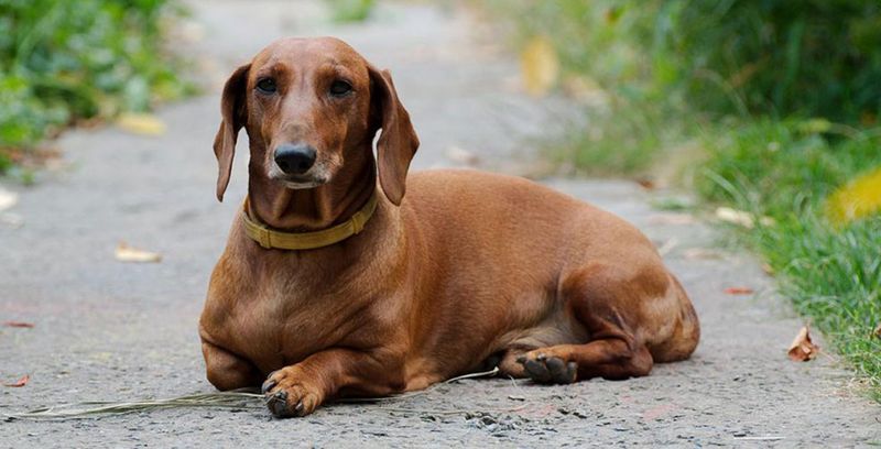 Dachshund