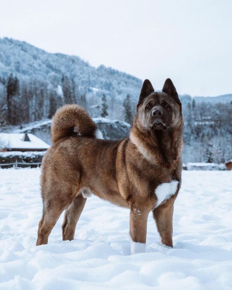 Akita