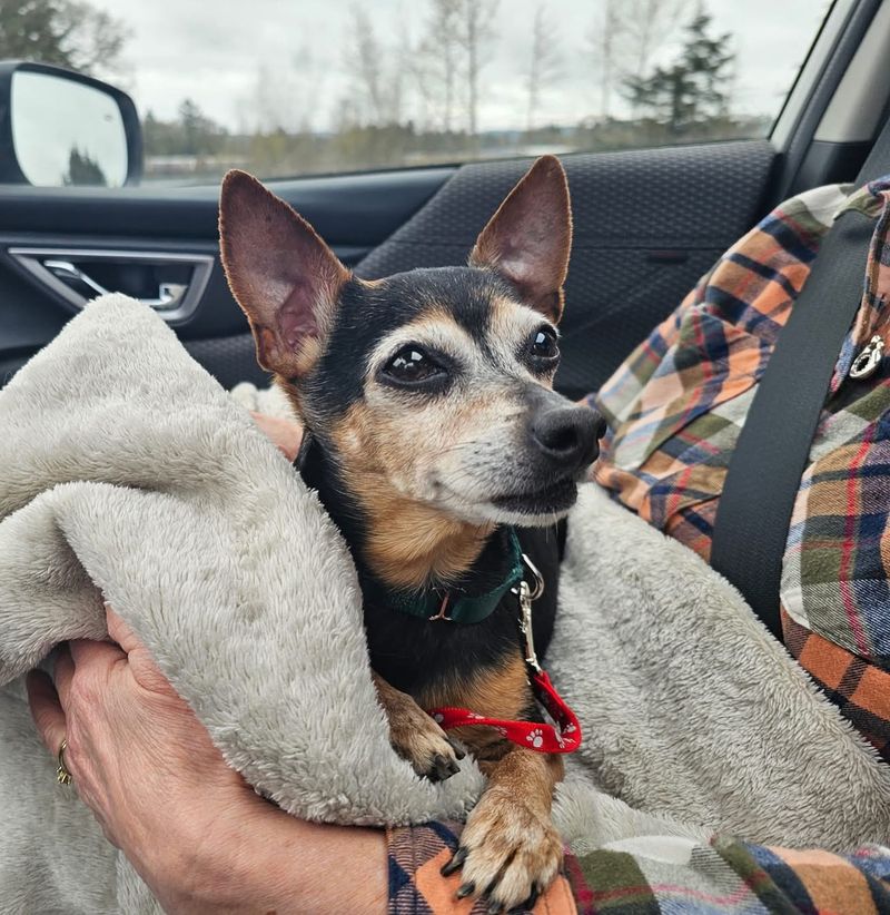 Chihuahua