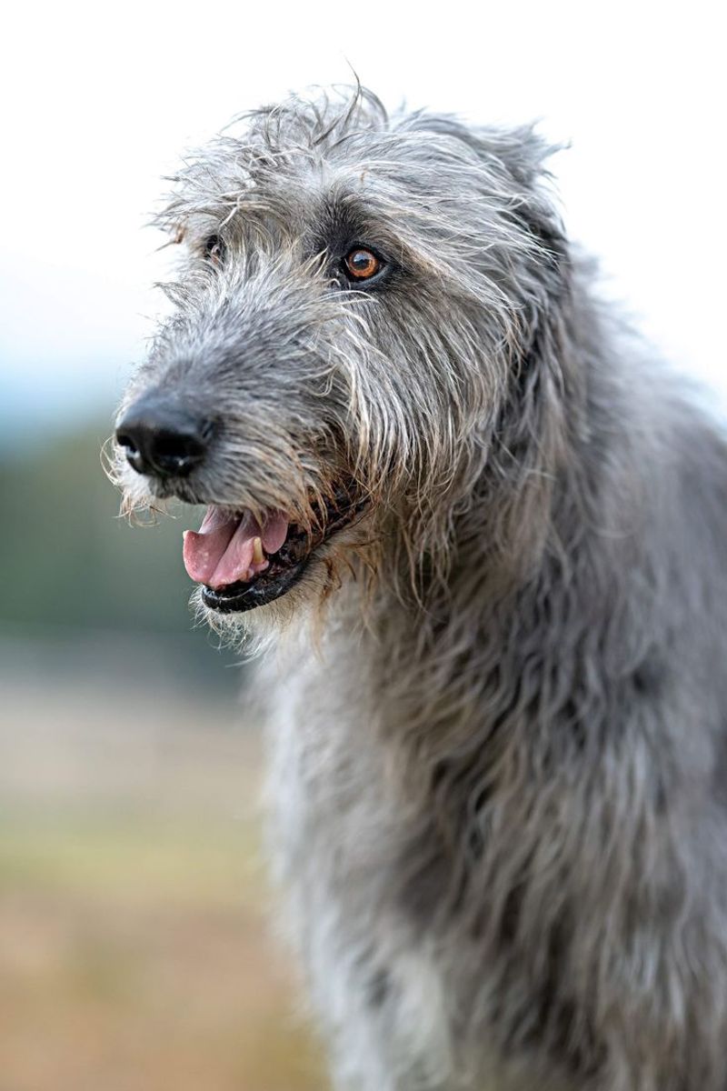 Irish Wolfhound
