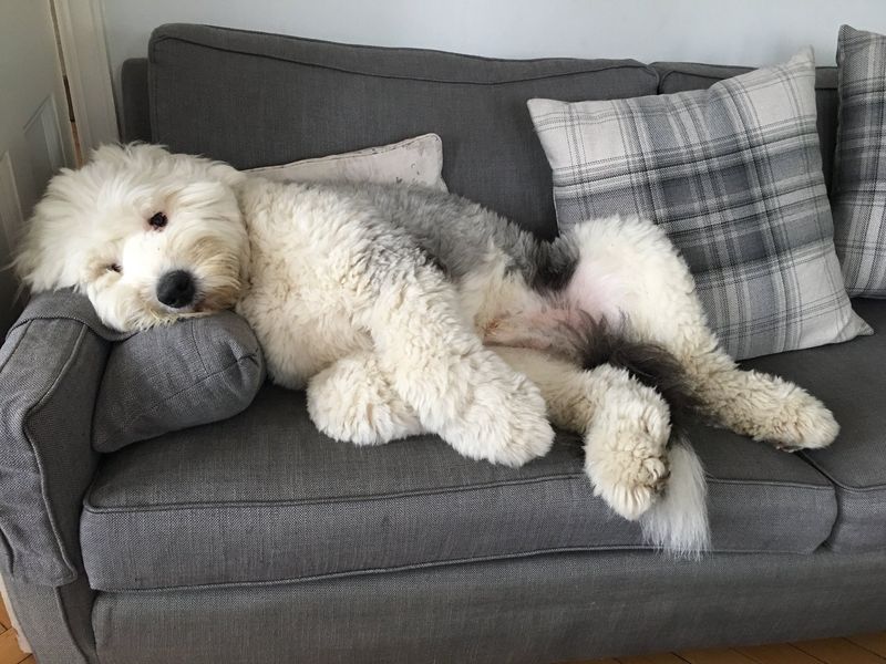 Old English Sheepdog