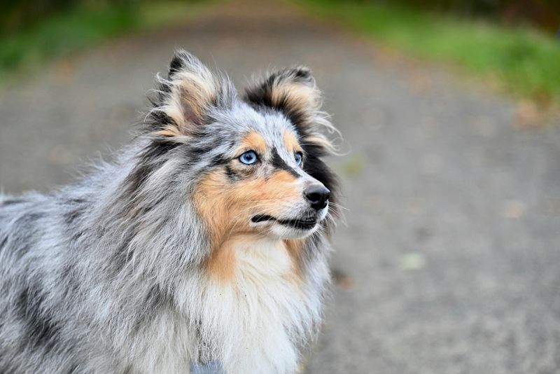 Inquisitive Temperament