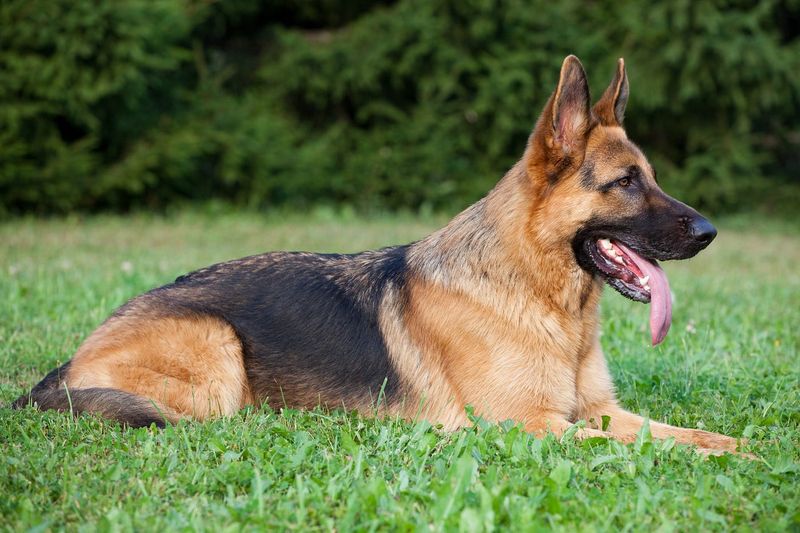 Short-Haired German Shepherd