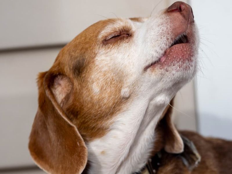 Increased Vocalization