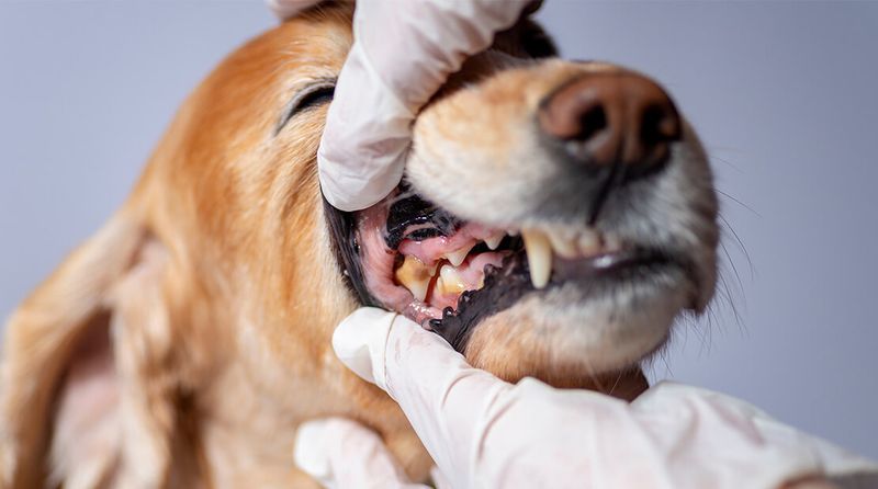 Dental Issues