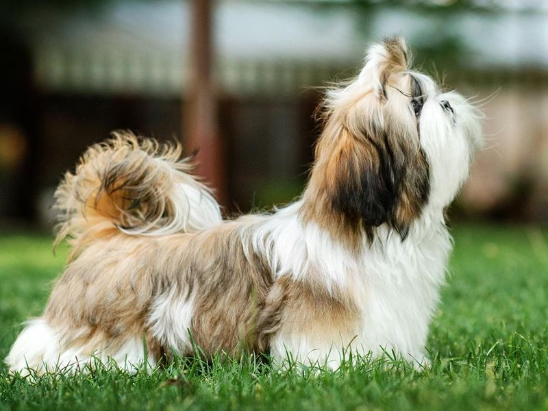 Low Shedding Breed