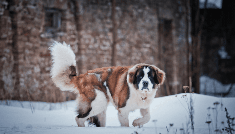 Gizmo the Gentle Giant