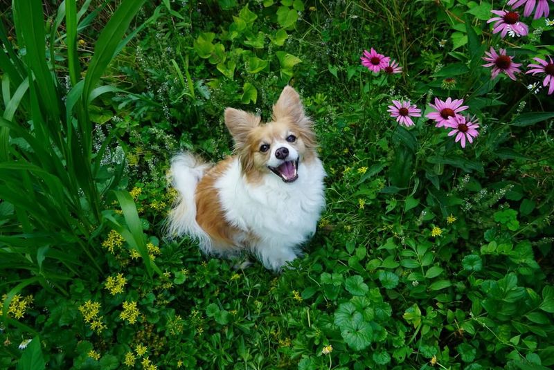 Papillon